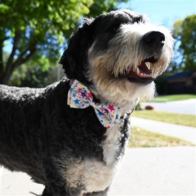 Superstars Bow Tie