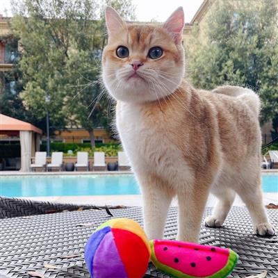 Beach Ball Plush Cat Toy 