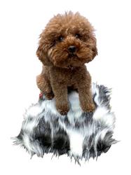 Crate Liner, NEW 2 Tone Arctice Fox