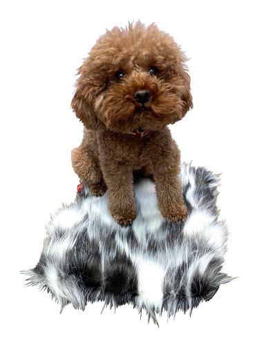 Crate Liner, NEW 2 Tone Arctice Fox