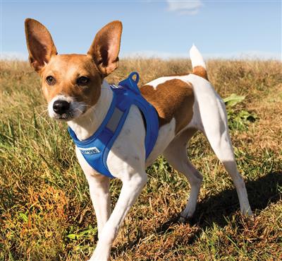 Liberty Bay Harness