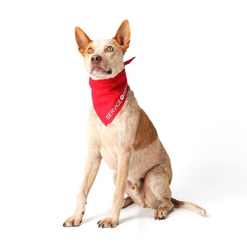Service Dog Linen Dog Bandana