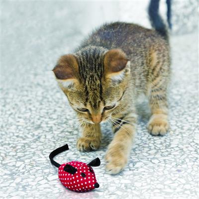 KONG® Softies Mice 2-pack Cat Toys - 2-pack