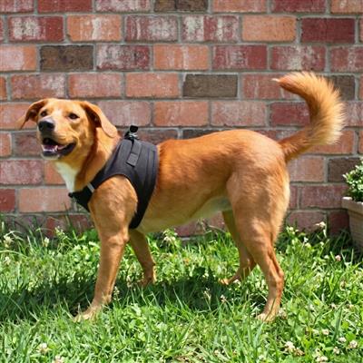 American River Choke Free Dog Harness™ - Solid Colors