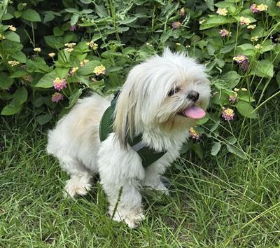 American River Dog Harness - Solid Colors