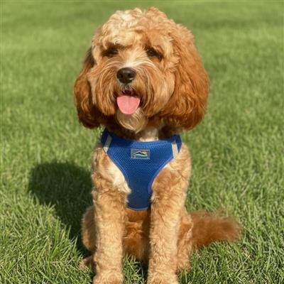 American River Dog Harness - Solid Colors