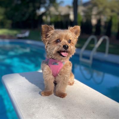 American River Dog Harness - Solid Colors