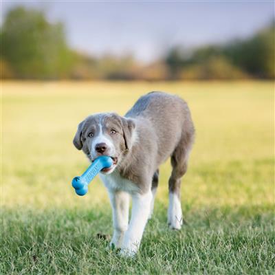 KONG® Puppy Goodie Bone™ Dog Toy - Assorted Colors