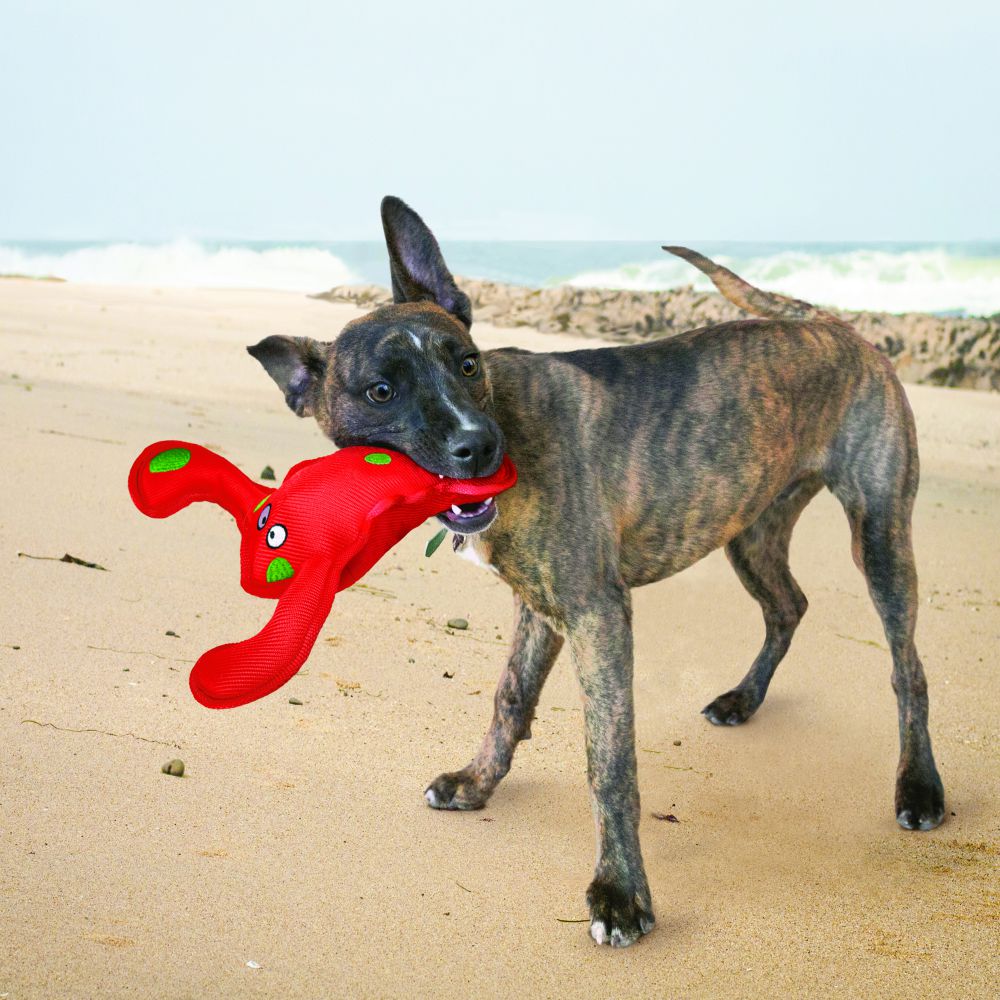 KONG® Belly Flops™ Starfish Dog Toy