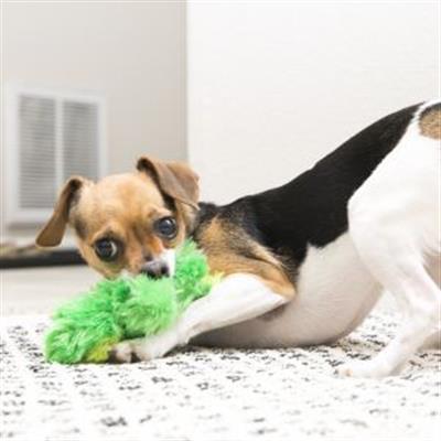 KONG® Dr. Noyz Frog Dog Toy - X-Small 