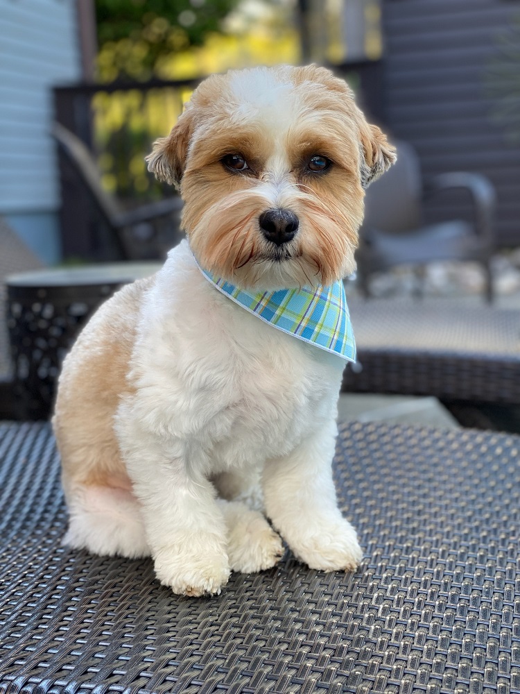 Blue Plaid Dog Bandana