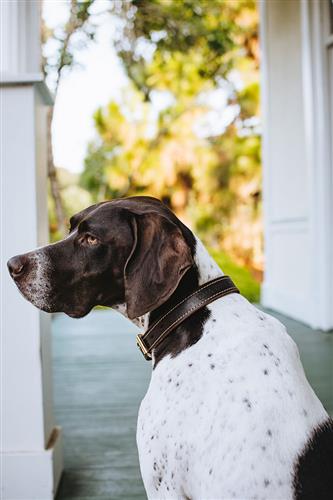 Tall Tails Genuine Leather Dog Collar
