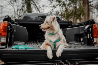 Reflective Neoprene Lined Dog Harness