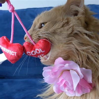 Heart Strings Cat Toy