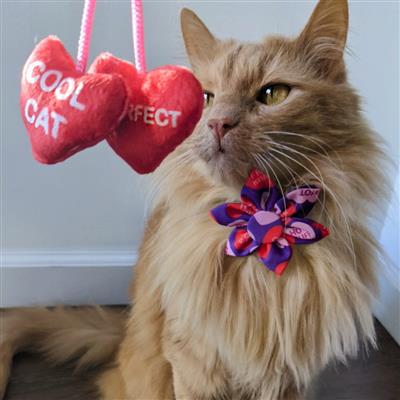 Heart Strings Cat Toy