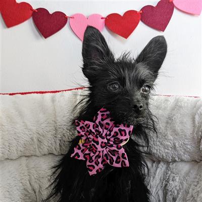 Pink Leopard Pinwheel