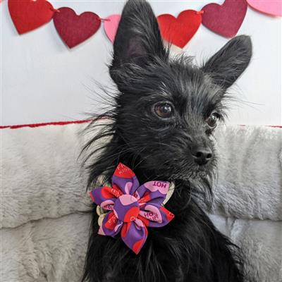 Convo Hearts Pinwheel