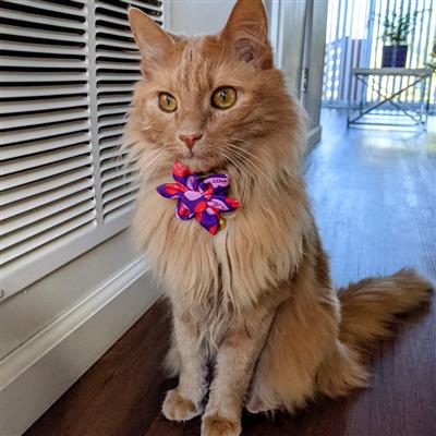 Convo Hearts Pinwheel