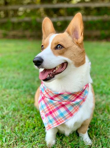 Plaid Bandana, Flannel Dog Bandana, Plaid Bandana, Spring Bandana, High Quality Fabric, Pink, Blue