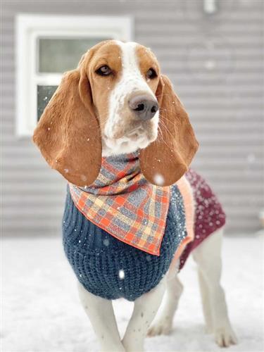 Flannel Dog Bandana, Plaid Bandana, Fall Bandana, High Quality Fabric, Rust, Grey