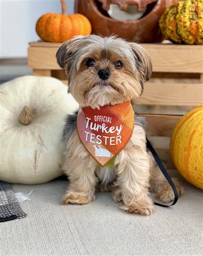 Fall Thanksgiving Bandana | Turkey Bandana | Holiday Dog Bandana | Fall Bandana - Reversible