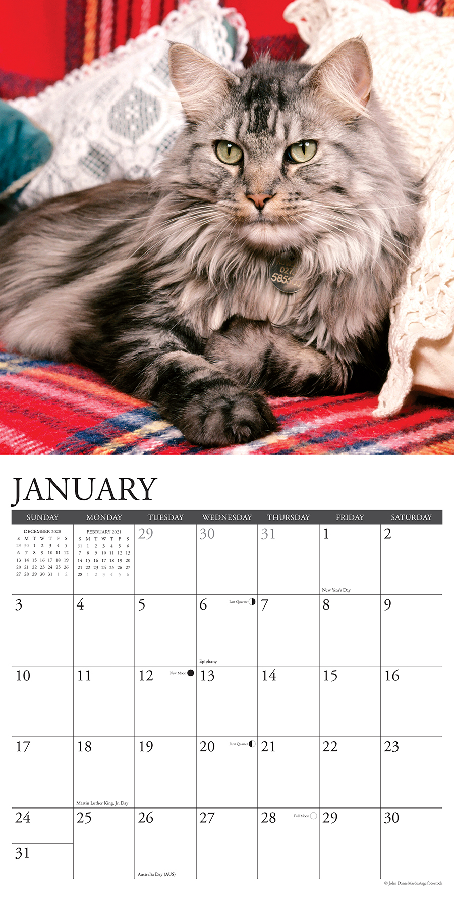 Types of maine coon cats image