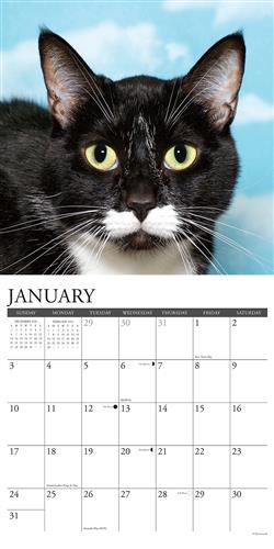 Tuxedo Cats 2021 Wall Calendar