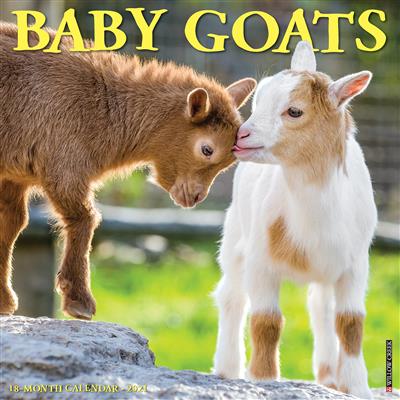 Baby Goats 2021 Wall Calendar