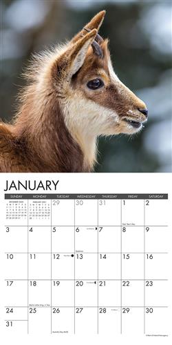 Baby Goats 2021 Wall Calendar