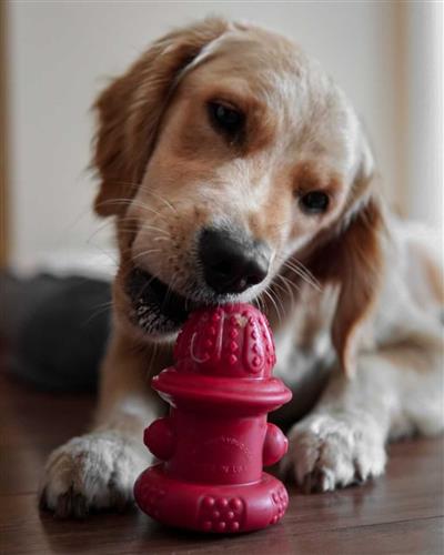 The Hydrant Tough Dog Chew Toy by Spunky Pup
