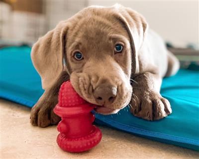 The Hydrant Tough Dog Chew Toy by Spunky Pup