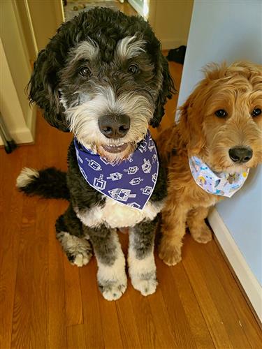 Hanukkah Dog Bandana with Dreidels on White Cotton
