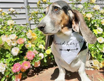 Wedding, Wedding Bandana, Engagement Bandana | I Loved Her First, Dog Wedding - 3 Color Choices