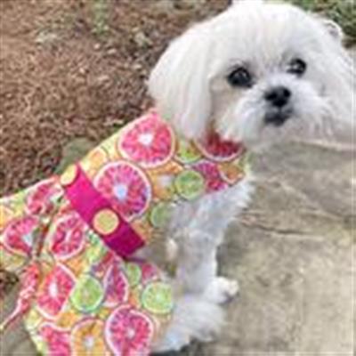 Citrus Slice Dog Dress with Matching Leash