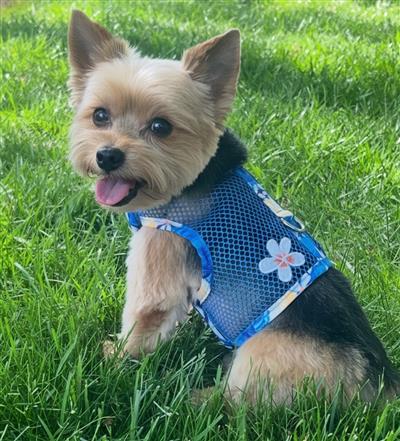 Cool Mesh Dog Harness with Leash - Catching Waves
