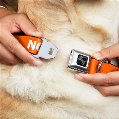 Dog Bone Black/Silver Seatbelt Buckle Collar - Pet Quote NO DOGS Orange/White