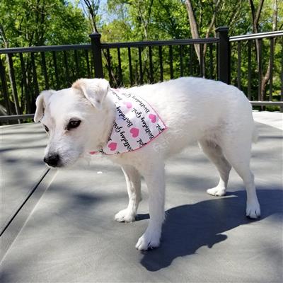 Birthday Bandana | Birthday Girl Bandana |  Birthday Dog Bandana | Happy Birthday Bandana
