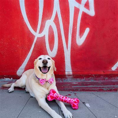 Love Pawtion #K9 Bow Tie