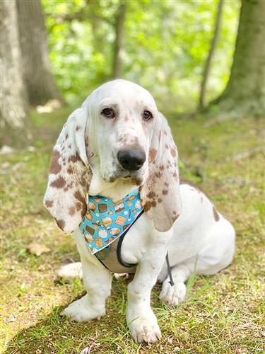 Camping | Marshmallow Bandana, Camping Bandana, Summer Bandana,  | Fall Bandana