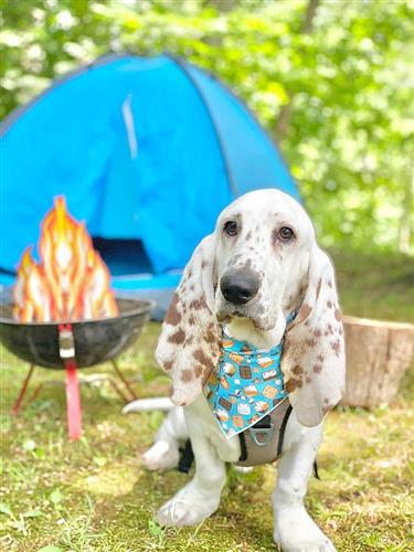 Camping | Marshmallow Bandana, Camping Bandana, Summer Bandana,  | Fall Bandana