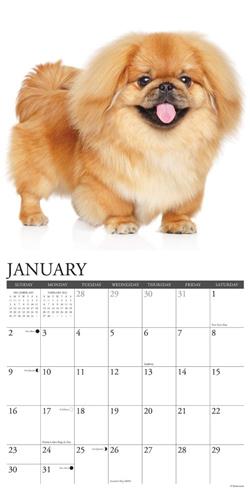 Pekingese 2022 Wall Calendar