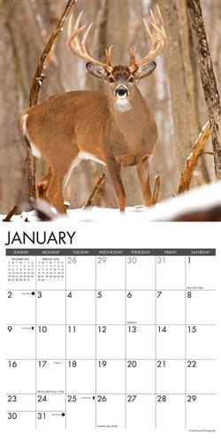 Monster Bucks 2022 Wall Calendar