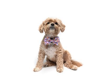 FURIENDS - VELCRO BOW TIE