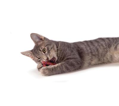 Petstages™ Catnip Plaque Away Pretzel Toy