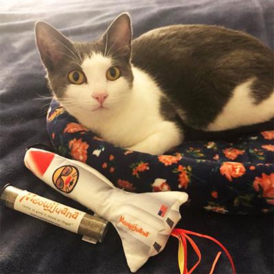 Meowijuana® - Get Blasted Refillable Rocket - 12/case