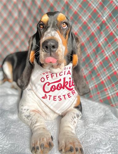 Christmas Dog Bandana | Luxe Flannel | Cookie Tester | Holiday Bandana | Plaid Bandana