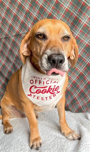 Christmas Dog Bandana | Luxe Flannel | Cookie Tester | Holiday Bandana | Plaid Bandana