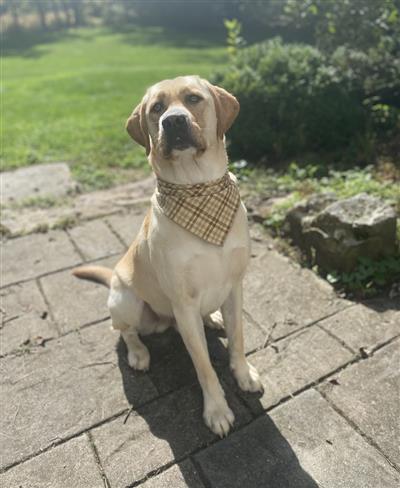 Plaid Bandana, Fall Bandana,  Winter Bandana,  Cream, Beige
