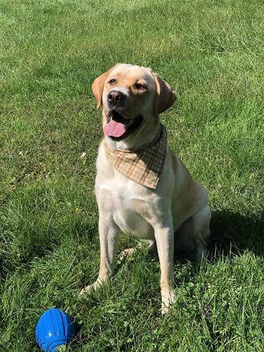 Plaid Bandana, Fall Bandana,  Winter Bandana,  Cream, Beige