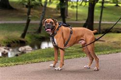 Petsafe Walk Along Outdoor Dog Harness Black Large